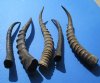 Five Wholesale Blesbok Horns 12-1/2" to 16" (You are buying the 5 horns pictured) for $9.50 each