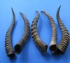 Five Wholesale Blesbok Horns 14" to 15-3/4" (You are buying the 5 horns pictured) for $9.50 each