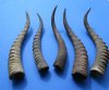 Five Wholesale Blesbok Horns 13-3/4" to 16" (You are buying the 5 horns pictured) for $9.50 each