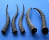 Five Wholesale Blesbok Horns 13" to 16" (You are buying the 5 horns pictured) for $9.50 each