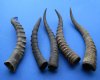 Five Wholesale Blesbok Horns 13-1/2" to 15-3/4" (You are buying the 5 horns pictured) for $9.50 each