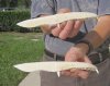 Two 9 inch Alligator Carved Jaw Bone Knives, hand crafted out of a real alligator's jaw bone (You are buying the two knives shown) for $14.50 each.
