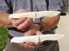 Two 8 inch Alligator Carved Jaw Bone Knives, hand crafted out of a real alligator's jaw bone (You are buying the two knives shown) for $14.50 each.