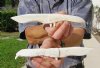Two 8 inch Alligator Carved Jaw Bone Knives, hand crafted out of a real alligator's jaw bone (You are buying the two knives shown) for $14.50 each.