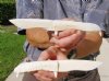 Two 8-3/4 inch Alligator Carved Jaw Bone Knives, hand crafted out of a real alligator's jaw bone (You are buying the two knives shown) for $14.50 each.