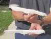 Two 9-1/4 inch Alligator Carved Jaw Bone Knives, hand crafted out of a real alligator's jaw bone (You are buying the two knives shown) for $14.50 each.