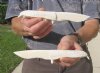 Two 8-1/2 inch Alligator Carved Jaw Bone Knives, hand crafted out of a real alligator's jaw bone (You are buying the two knives shown) for $14.50 each.