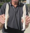 Two 9 inch Alligator Carved Jaw Bone Knives, hand crafted out of a real alligator's jaw bone (You are buying the two knives shown) for $14.50 each.