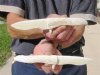 Two 8-1/2 inch Alligator Carved Jaw Bone Knives, hand crafted out of a real alligator's jaw bone (You are buying the two knives shown) for $14.50 each.