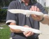 Two 11-3/4 inch Alligator Carved Jaw Bone Knives, hand crafted out of a real alligator's jaw bone (You are buying the two knives shown) for $17.50 each.