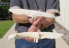 Two 11 inch Alligator Carved Jaw Bone Knives, hand crafted out of a real alligator's jaw bone (You are buying the two knives shown) for $17.50 each.