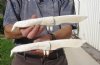 Two 11 inch Alligator Carved Jaw Bone Knives, hand crafted out of a real alligator's jaw bone (You are buying the two knives shown) for $17.50 each.