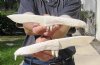 Two 11 inch Alligator Carved Jaw Bone Knives, hand crafted out of a real alligator's jaw bone (You are buying the two knives shown) for $17.50 each.