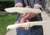 Two 11 inch Alligator Carved Jaw Bone Knives, hand crafted out of a real alligator's jaw bone (You are buying the two knives shown) for $17.50 each.