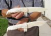 Two 11 inch Alligator Carved Jaw Bone Knives, hand crafted out of a real alligator's jaw bone (You are buying the two knives shown) for $17.50 each.