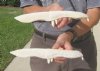 Two 11-1/2 inch Alligator Carved Jaw Bone Knives, hand crafted out of a real alligator's jaw bone (You are buying the two knives shown) for $17.50 each.