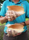 Two 7-1/2 inch Imperial Volute Shells hand selected (You are buying the shells shown) for $13.00 each