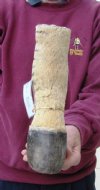 8-1/2 inch Zebra Foot Mount, Taxidermy Zebra foot - You are buying the zebra foot pictured for $30.00