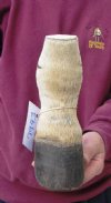 8 inch Zebra Foot Mount, Taxidermy Zebra foot - You are buying the zebra foot pictured for $30.00