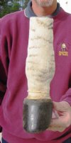 9-1/2 inch Zebra Foot Mount, Taxidermy Zebra foot - You are buying the zebra foot pictured for $30.00