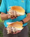 Two 7 and 7-1/4 inch Imperial Volute Shells hand selected (You are buying the shells shown) for $13.00 each