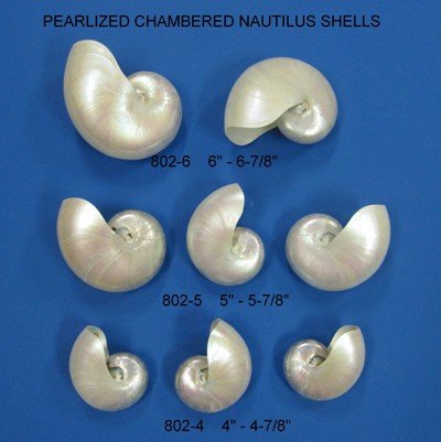 Pearlized Nautilus Seashells