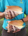 Two 7-1/4 inch Imperial Volute Shells hand selected (You are buying the shells shown) for $13.00 each