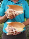 Two 7-1/2 and 7-3/4 inch Imperial Volute Shells hand selected (You are buying the shells shown) for $13.00 each