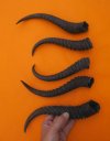 5 Piece Male Springbok Horns 9-3/4" to 12" long for $25.00 (You are buying the 5 horns in the photo priced $5.00 each.)