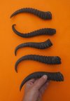 5 Piece Male Springbok Horns 9" to 11" long for $25.00 (You are buying the 5 horns in the photo priced $5.00 each.)
