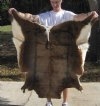 African Blesbok Skin Rug - Blesbuck Hide for Cabin Decor 45-1/2" x 40" (You are buying the hide pictured) for $50.00