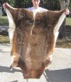 African Blesbok Skin Rug - Blesbuck Hide for Cabin Decor 48" x 41" (You are buying the hide pictured) for $50.00