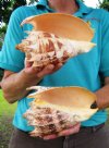 Two 7 and 7-1/2 inch Imperial Volute Shells hand selected (You are buying the shells shown) for $13.00 each