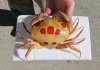 5 inch Dried Spotted Reef Crab, Carpilius maculatus - You are buying the dried crab shown for $11.00