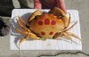 4 inch Dried Spotted Reef Crab, Carpilius maculatus - You are buying the dried crab shown for $11.00