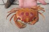 4-1/4 inch Dried Spotted Reef Crab, Carpilius maculatus - You are buying the dried crab shown for $11.00