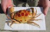 5-1/2 inch Dried Spotted Reef Crab, Carpilius maculatus - You are buying the dried crab shown for $11.00