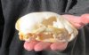 Damaged jaw and discolored, #2 Grade, 4-1/2 inch Caracal Skull imported from South Africa (You are buying the skull pictured) for $37.00