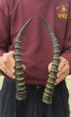 Matching Pair Blesbok Horns 14-1/2 inches long (You are buying the pair pictured) for $12.50 each
