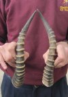 Matching Pair Blesbok Horns 13 inches long (You are buying the pair pictured) for $12.50 each