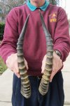 Matching Pair Blesbok Horns 15-3/4 inches long (You are buying the pair pictured) for $12.50 each