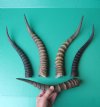 Five Blesbok Horns Wholesale 14 to 17 inches (You are buying the horns pictured) for $9.50 each