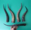 Five Blesbok Horns Wholesale 14-1/2 to 16 inches (You are buying the five horns pictured) for $9.50 each