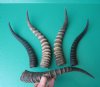 Five Blesbok Horns Wholesale 13-1/4 to 15-3/4 inches (You are buying the five horns pictured) for $9.50 each