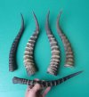 Five Blesbok Horns Wholesale 13-3/4 to 15-1/2 inches (You are buying the five horns pictured) for $9.50 each
