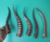 Five Blesbok Horns 13 to 15 inches (You are buying the five horns pictured) for $9.50 each