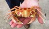 5 inch Dried Spotted Reef Crab, Carpilius maculatus - You are buying the dried crab shown for $11.00