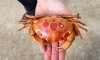4-1/2 inch Dried Spotted Reef Crab, Carpilius maculatus - You are buying the dried crab shown for $11.00