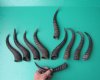 10 Bulk Male Springbok Horns 9" to 11-1/4" long (You are buying the 10 horns in the photo) for $5.00 each.