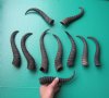 10 Bulk Male Springbok Horns 8" to 11-1/2" long (You are buying the 10 horns in the photo) for $5.00 each.